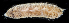  (Sthenelais berkeleyi - 3868_DNA)  @11 [ ] CreativeCommons  Attribution Non-Commercial Share-Alike (2019) Gustav Paulay Florida Museum of Natural History