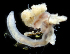  ( - 3812_DNA)  @11 [ ] CreativeCommons  Attribution Non-Commercial Share-Alike (2019) Gustav Paulay Florida Museum of Natural History
