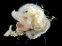  ( - 3812_DNA)  @11 [ ] CreativeCommons  Attribution Non-Commercial Share-Alike (2019) Gustav Paulay Florida Museum of Natural History