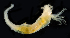  ( - 3875_DNA)  @11 [ ] CreativeCommons  Attribution Non-Commercial Share-Alike (2019) Gustav Paulay Florida Museum of Natural History