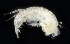  ( - 3859_DNA)  @11 [ ] CreativeCommons  Attribution Non-Commercial Share-Alike (2019) Gustav Paulay Florida Museum of Natural History