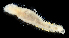  ( - 3903_DNA)  @11 [ ] CreativeCommons  Attribution Non-Commercial Share-Alike (2019) Gustav Paulay Florida Museum of Natural History