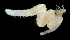 ( - 3929_DNA)  @11 [ ] CreativeCommons  Attribution Non-Commercial Share-Alike (2019) Gustav Paulay Florida Museum of Natural History