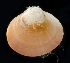 ( - BFHL_3956)  @11 [ ] CreativeCommons  Attribution Non-Commercial Share-Alike (2019) Gustav Paulay Florida Museum of Natural History