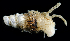  ( - 3964_DNA)  @11 [ ] CreativeCommons  Attribution Non-Commercial Share-Alike (2019) Gustav Paulay Florida Museum of Natural History