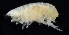  ( - 4023_DNA)  @11 [ ] CreativeCommons  Attribution Non-Commercial Share-Alike (2019) Gustav Paulay Florida Museum of Natural History
