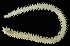  ( - 4024_DNA)  @11 [ ] CreativeCommons  Attribution Non-Commercial Share-Alike (2019) Gustav Paulay Florida Museum of Natural History