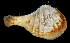  (Cardiomya - 4075_DNA)  @11 [ ] CreativeCommons  Attribution Non-Commercial Share-Alike (2019) Gustav Paulay Florida Museum of Natural History