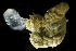  ( - 4138_DNA)  @11 [ ] CreativeCommons  Attribution Non-Commercial Share-Alike (2019) Gustav Paulay Florida Museum of Natural History