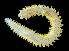  ( - 4152_DNA)  @11 [ ] CreativeCommons  Attribution Non-Commercial Share-Alike (2019) Gustav Paulay Florida Museum of Natural History