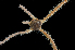  ( - 4163_DNA)  @11 [ ] CreativeCommons  Attribution Non-Commercial Share-Alike (2019) Gustav Paulay Florida Museum of Natural History