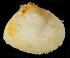  ( - 4172_DNA)  @11 [ ] CreativeCommons  Attribution Non-Commercial Share-Alike (2019) Gustav Paulay Florida Museum of Natural History