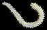  ( - 4209_DNA)  @11 [ ] CreativeCommons  Attribution Non-Commercial Share-Alike (2019) Gustav Paulay Florida Museum of Natural History
