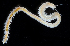  ( - 4211_DNA)  @11 [ ] CreativeCommons  Attribution Non-Commercial Share-Alike (2019) Gustav Paulay Florida Museum of Natural History