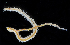  ( - 4206_DNA)  @11 [ ] CreativeCommons  Attribution Non-Commercial Share-Alike (2019) Gustav Paulay Florida Museum of Natural History