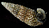  (Batillaria zonalis - BFHL_4177)  @11 [ ] CreativeCommons  Attribution Non-Commercial Share-Alike (2019) Gustav Paulay Florida Museum of Natural History