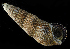  ( - BFHL_4176)  @11 [ ] CreativeCommons  Attribution Non-Commercial Share-Alike (2019) Gustav Paulay Florida Museum of Natural History