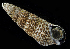  ( - BFHL_4175)  @11 [ ] CreativeCommons  Attribution Non-Commercial Share-Alike (2019) Gustav Paulay Florida Museum of Natural History