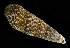  ( - BFHL_4178)  @11 [ ] CreativeCommons  Attribution Non-Commercial Share-Alike (2019) Gustav Paulay Florida Museum of Natural History