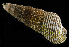  ( - BFHL_4179)  @11 [ ] CreativeCommons  Attribution Non-Commercial Share-Alike (2019) Gustav Paulay Florida Museum of Natural History