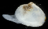  ( - 4277_DNA)  @11 [ ] CreativeCommons  Attribution Non-Commercial Share-Alike (2019) Gustav Paulay Florida Museum of Natural History