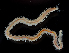  ( - 4295_DNA)  @11 [ ] CreativeCommons  Attribution Non-Commercial Share-Alike (2019) Gustav Paulay Florida Museum of Natural History