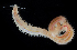  ( - 4295_DNA)  @11 [ ] CreativeCommons  Attribution Non-Commercial Share-Alike (2019) Gustav Paulay Florida Museum of Natural History