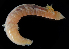  ( - 4273_DNA)  @11 [ ] CreativeCommons  Attribution Non-Commercial Share-Alike (2019) Gustav Paulay Florida Museum of Natural History