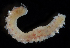  (Dipolydora caulleryi - 4337_DNA)  @11 [ ] CreativeCommons  Attribution Non-Commercial Share-Alike (2019) Gustav Paulay Florida Museum of Natural History