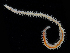  ( - 4341_DNA)  @11 [ ] CreativeCommons  Attribution Non-Commercial Share-Alike (2019) Gustav Paulay Florida Museum of Natural History