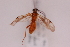  (Scoporogas - CCDB-024263-A11)  @12 [ ] CreativeCommons  Attribution (2017) Donald Quicke Chulalongkorn University