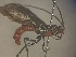  (Mesobracon - CCDB-06325-B03)  @11 [ ] CreativeCommons  Attribution Non-Commercial Share-Alike (2021) Donald Quicke Centre for Biodiversity Genomics