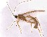  (Cystomastacoides - CCDB-06326-C03)  @11 [ ] CreativeCommons  Attribution Non-Commercial Share-Alike (2021) Donald Quicke Centre for Biodiversity Genomics