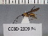  (Monitoriella - CCDB-23209-F4)  @12 [ ] CreativeCommons  Attribution (2016) Pornthap Kerkig Integrated Ecology Lab, Chulalongkorn University