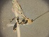  (Troporhogas contrastus - CCDB-24264-C11)  @11 [ ] CreativeCommons  Attribution Non-Commercial Share-Alike (2021) Donald Quicke Centre for Biodiversity Genomics