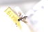  (Ascogaster wanang_sp1 - CCDB-26502-A1)  @12 [ ] CreativeCommons  Attribution (2016) Donald Quicke Chulalongkorn University
