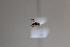  (Ascogaster wanang_sp4 - CCDB-26502-A4)  @12 [ ] CreativeCommons  Attribution (2016) Donald Quicke Chulalongkorn University