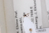  ( - CCDB-26503-G1)  @12 [ ] CreativeCommons  Attribution (2016) Donald Quicke Chulalongkorn University