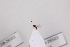  ( - CCDB-26503-H4)  @12 [ ] CreativeCommons  Attribution (2016) Donald Quicke Chulalongkorn University