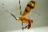  (Xenolobus - CCDB-27844-C07)  @14 [ ] CreativeCommons  Attribution (2017) Donald Quicke Chulalongkorn University