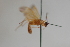  (Aleiodes trianguliscleroma - CCDB-27844-E03)  @13 [ ] CreativeCommons  Attribution (2017) Donald Quicke Chulalongkorn University