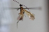  (Aleiodes pappi - CCDB-27844-E04)  @13 [ ] CreativeCommons  Attribution (2017) Donald Quicke Chulalongkorn University