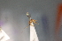  (Aleiodes pallimedius - CCDB-27844-F04)  @12 [ ] CreativeCommons  Attribution (2017) Donald Quicke Chulalongkorn University