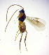  ( - MGM0159)  @11 [ ] CreativeCommons  Attribution Non-Commercial Share-Alike (2022) Mostafa Ghafouri Moghaddam Collection of the Insect Museum, Chulalongkorn University Museum of Natural History, Bangkok, Thailand
