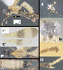  (Bioalfa alvarougaldei - HiCH022964)  @11 [ ] CreativeCommons  Attribution Non-Commercial Share-Alike (2021) Michael J Sharkey Centre for Biodiversity Genomics