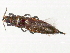  ( - 10BBTHY-0125)  @14 [ ] CreativeCommons - Attribution (2010) CBG Photography Group Centre for Biodiversity Genomics