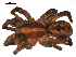  ( - BBUSA10-01-A02)  @12 [ ] CreativeCommons - Attribution (2010) Gergin Blagoev, Centre for Biodiversity Genomics Centre for Biodiversity Genomics
