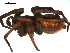  ( - BBUSA10-02-B09)  @12 [ ] CreativeCommons - Attribution (2010) Gergin Blagoev, Centre for Biodiversity Genomics Centre for Biodiversity Genomics