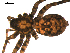  ( - BBUSA10-03-F12)  @12 [ ] CreativeCommons - Attribution (2010) Gergin Blagoev, Centre for Biodiversity Genomics Centre for Biodiversity Genomics