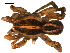 ( - BBUSA10-04-B11)  @12 [ ] CreativeCommons - Attribution (2010) Gergin Blagoev, Centre for Biodiversity Genomics Centre for Biodiversity Genomics